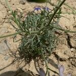 Delphinium pubescens Habit