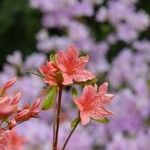 Rhododendron kaempferi Цвят
