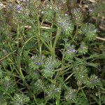 Phacelia cryptantha Хабит