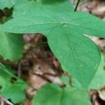 Hylodesmum glutinosum Leaf