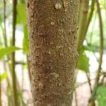 Cornus sericea Kéreg