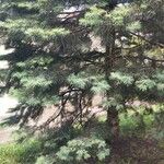 Abies concolor Fuelha