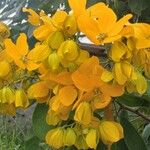 Senna macranthera Flor