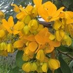 Senna macranthera Flower