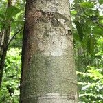 Ormosia melanocarpa Corteza