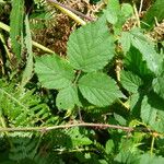 Rubus imbricatus Φύλλο