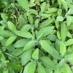 Salvia officinalisLeaf