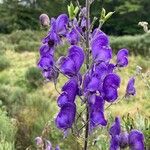 Aconitum napellusFlower