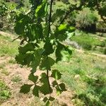 Commiphora schimperi برگ