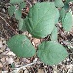 Rubus vestitus Blatt