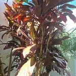 Cordyline australis Folha