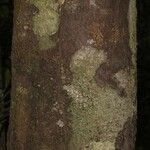 Pouteria cayennensis Bark