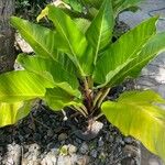 Philodendron melinonii 葉