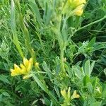 Medicago falcataBlüte