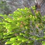 Erica reunionensis Feuille