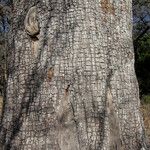 Juniperus deppeana Bark