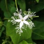 Trichosanthes cucumerina Blüte