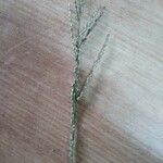Batochloa deusta Floro