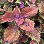 Coleus decurrens Ліст