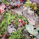 Maianthemum canadenseFruit