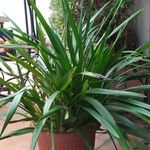 Cymbidium devonianum পাতা