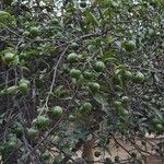 Citrus × aurantiifolia Foglia