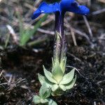 Gentiana terglouensis Hábitos