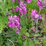 Pedicularis cenisia Flower