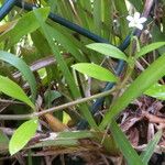 Oldenlandia corymbosa Hábitos