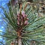 Pinus heldreichii Outro