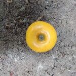 Ongokea gore Fruto