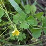 Oxalis dillenii Leaf