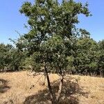 Quercus faginea Hábito