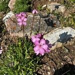 Saponaria caespitosa Fiore