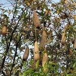 Ceiba pentandraFruit