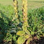 Verbascum densiflorumFloare