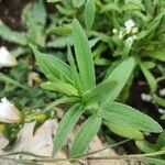 Gypsophila elegansFulla