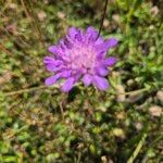 Knautia arvernensisBlomst