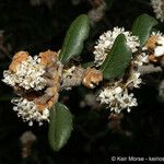 Ceanothus crassifolius Агульны выгляд