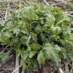 Artemisia vulgaris 叶