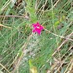 Ipomoea quamoclit Folla