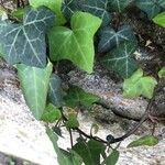 Hedera hibernica Hostoa