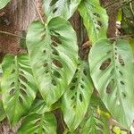 Monstera siltepecana Lapas