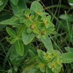 Euphorbia luteoviridis