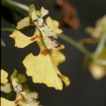 Erycina glossomystax फूल
