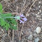 Lavandula multifidaFlower