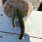 Cleistocactus chrysocephalus Flor