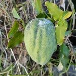 Araujia sericifera Frukt