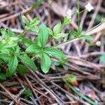 Galium rotundifolium برگ