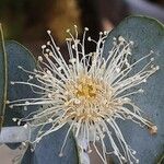 Eucalyptus globulus Cvet